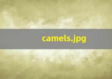 camels