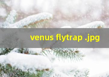 venus flytrap 
